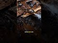 Bombardier beetle fires a near-boiling spray