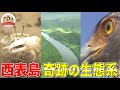 【世界自然遺産登録！！】西表島の干潟を覆いつくすカニ大群…豊かな海を守る水の番人【どうぶつ奇想天外／WAKUWAKU】