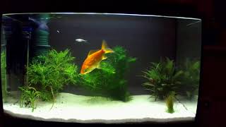 Goldfish - Pose Detection (long recording)