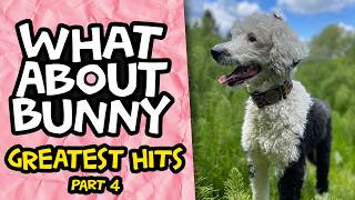 Bunny The "talking" Dog's Greatest Hits | Part 4