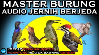 MASTER BURUNG Audio Jernih | Kolobri Kelapa PRENJAK NGETIR Pijantung Gunung PLATUK BAWANG Gereja