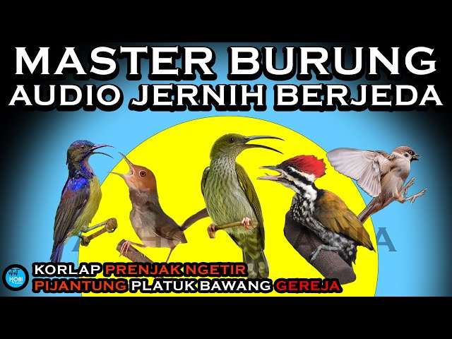 MASTER BURUNG Audio Jernih | Kolobri Kelapa PRENJAK NGETIR Pijantung Gunung PLATUK BAWANG Gereja class=