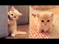 Baby Cats - Cute and Funny Cat Videos Compilation #26 | Aww Animals