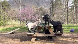 Another peaceful morning with the Pygmy goats, Great Pyrenees and Chickens