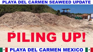 PLAYA DEL CARMEN BEACH SEAWEED UPDATE - SEAWEED IS PILING UP!