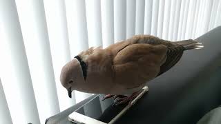 Pet dove Skippy bow cooing on the phone and cooing to me screenshot 1