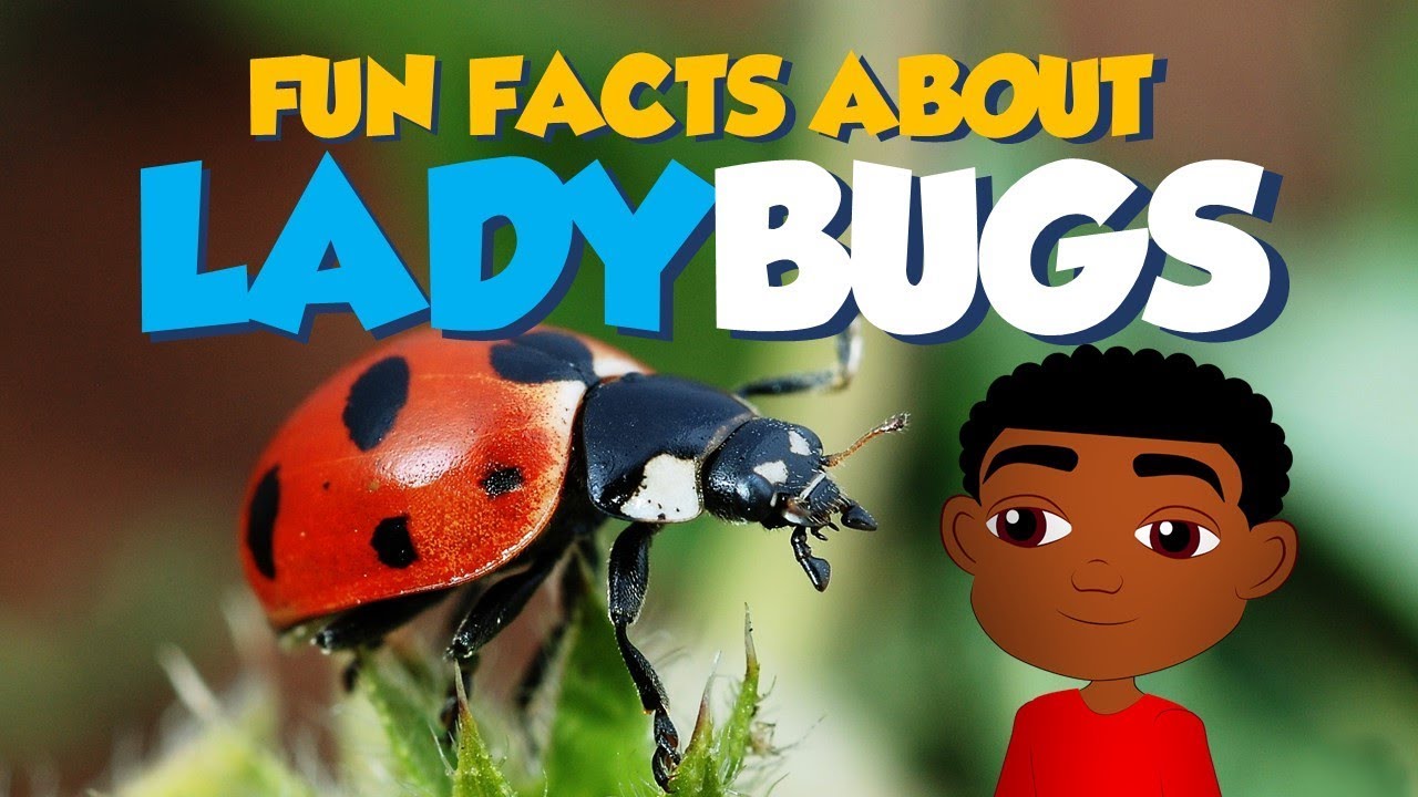 Ladybugs Facts & Information