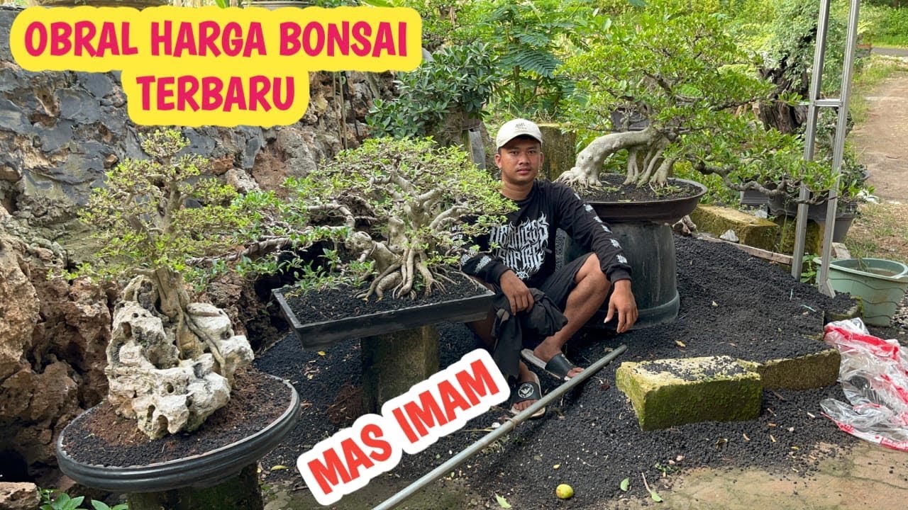DI OBRAL‼️HARGA BONSAI TERBARU,TURUN HARGA’📞 0831-1142-7220 @JeckpaeyBonsai91 