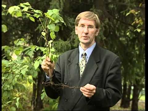 Video: Ազնվամորի - Rubus Idaeus - Մշակույթի առանձնահատկությունները և բուժիչ հատկությունները - Ազնվամորի դրախտ - 1