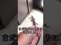 ψローチハンターψ緊急G討伐依頼⚔️ cockroach VS Japaneselizard