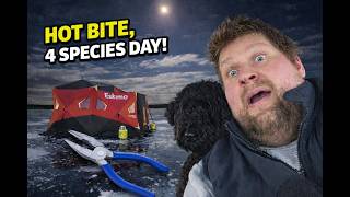 HOT BITE, 4 SPECIES DAY At Saskatchewan Landing