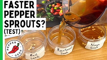 Experiment met het ontkiemen van peperzaadjes: welke gaat het snelst?