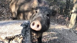 A boar that came to participate in a cat gathering.