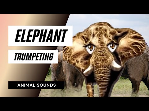 elephant-trumpeting-/-sound-effect-/-animation