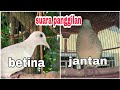 suara panggilan perkutut putih lokal betina memanggil jantan