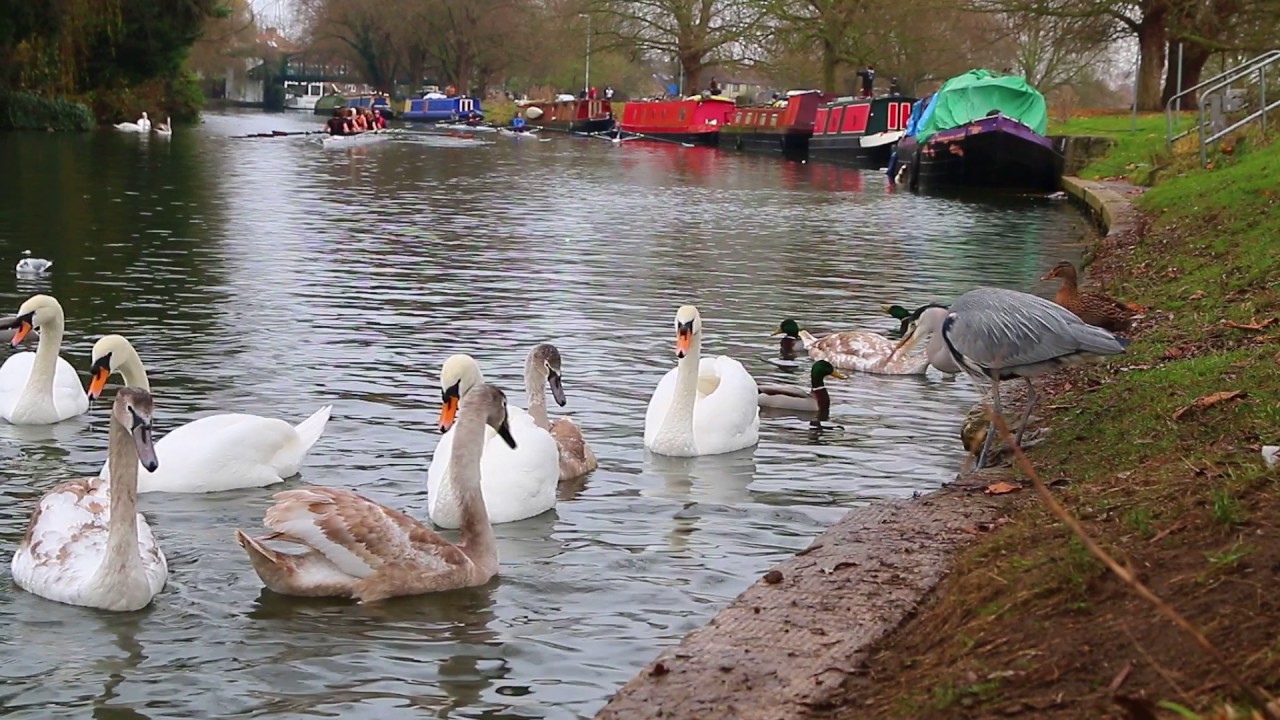 Professor Heron giving a lecture at Cambridge Riverside University YouTube Professor Heron giving a lecture at Cambridge Riverside University YouTube