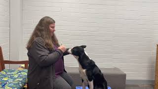 Oral-Transmucosal Medication for Dogs by Teaching Animals 363 views 1 year ago 4 minutes, 50 seconds