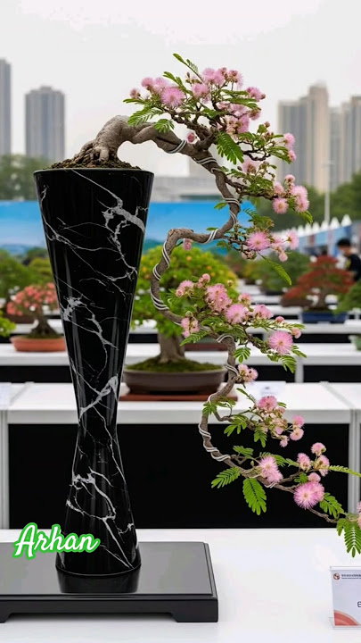 IS THE BEST BONSAI