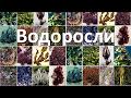 16. Водоросли (6 класс) - биология, подготовка к ЕГЭ и ОГЭ 2019