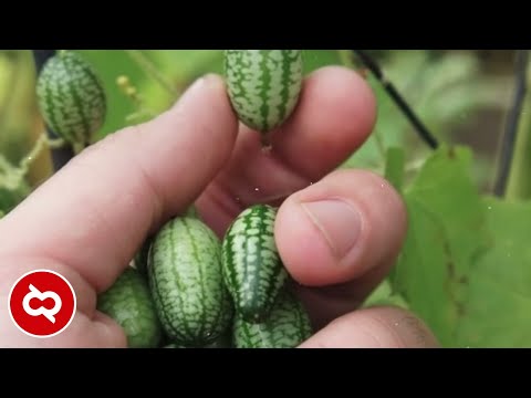 10 Keberhasilan Rekayasa Genetika Yg Menjadi Lompatan Besar Ilmu Pengetahuan