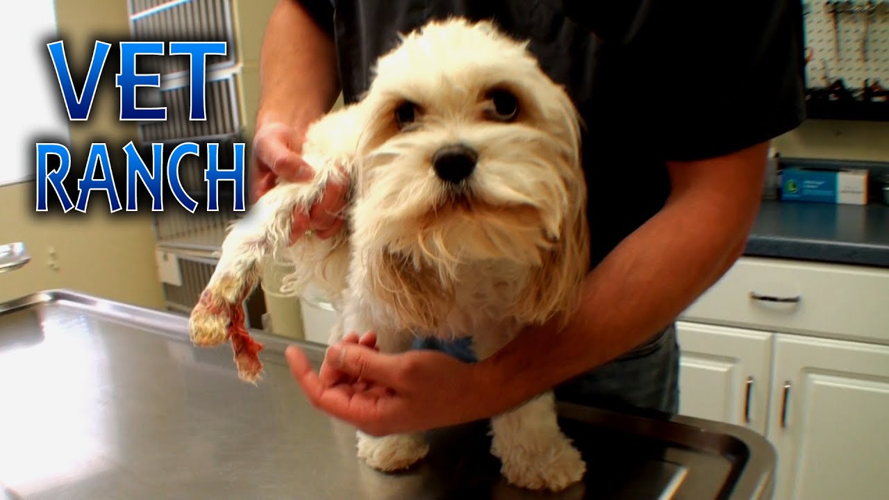 Dog with Rotting Foot, Bailey - YouTube