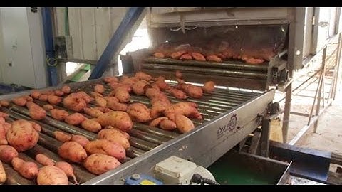 ESHET EILON - SWEET POTATO AUTOMATIC SORTING LINE
