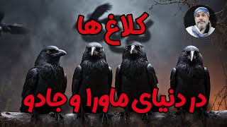 کلاغ‌ها در دنیای ماورا و جادو 🐦‍⬛❗️❗️| شیخ کاوه💫