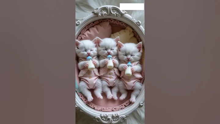 Video 11687171: cats funnycats catlover, tiny cat, best funny cat