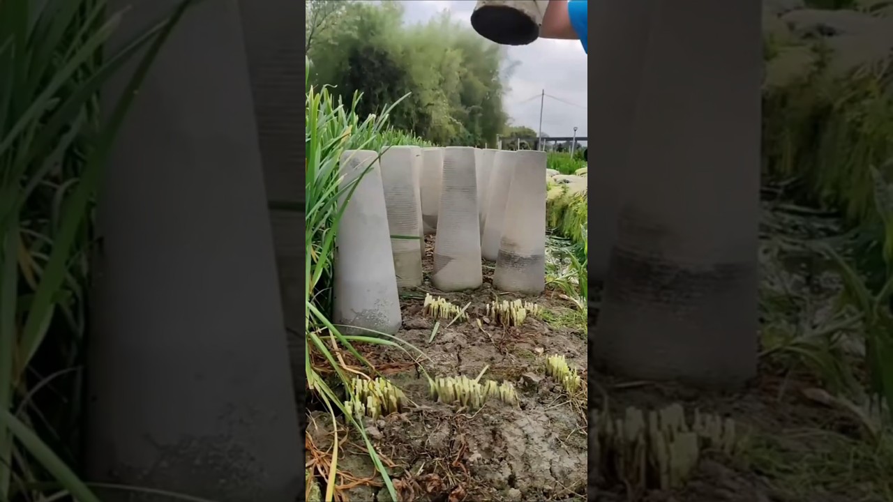 How Chinese Farmers Turn Garlic Into Expensive Yellow Chives! 