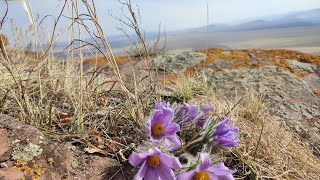 26.04-29.04.2024. Ранняя весна на юге Красноярского края. Деревня Малая Тумна. Заглянули в Хакасию.