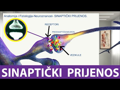 Video: Mogu li se neurotransmiteri vezati za bilo koje receptorsko mjesto?