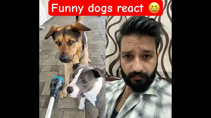 Viral funny dogs reaction 😆😂 #duet #comedy #dogs #animals #funnyvideos #funny #viral #funnydog