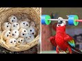 Smart And Funny Parrots Parrot Talking Videos Compilation #9 Super Parrots