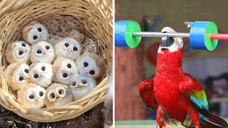 Smart And Funny Parrots Parrot Talking Videos Compilation #9 Super Parrots by Animals Club 15,392 views 1 year ago 11 minutes, 2 seconds