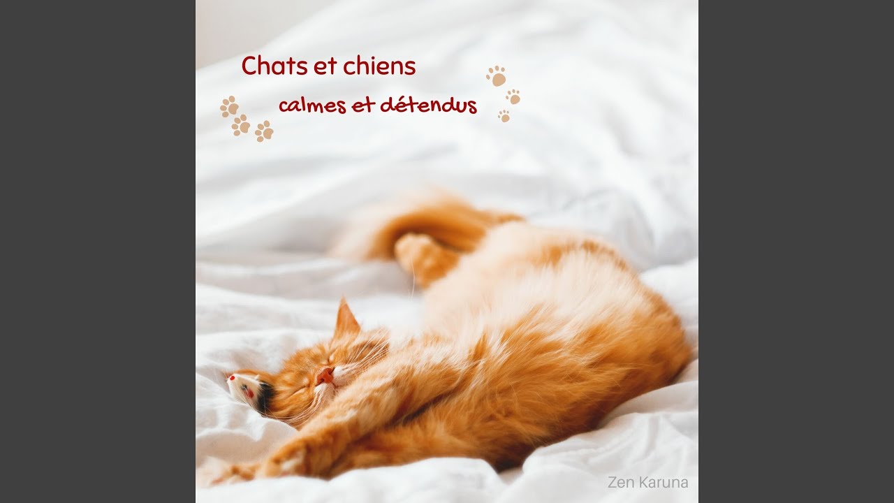 Musique pour chats coquins