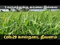 கால்நடை தீவனம் வளர்ப்பு |Cofs 29 fodder sorghum cattle food | Cow food | JP Tamil Tv