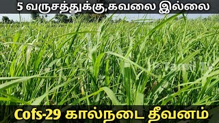 கால்நடை தீவனம் வளர்ப்பு |Cofs 29 fodder sorghum cattle food | Cow food | JP Tamil Tv