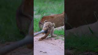 Lion Cub Play Tug of War With Mommies Tail