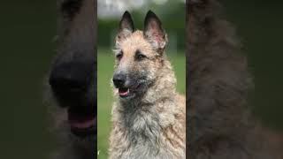 Belgian Laekenois: WireHaired Malinois? #shorts #dog #pets  #animals #doglover #cute #short #dogs