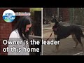 Owner is the leader of this home (Dogs are incredible) | KBS WORLD TV 210505