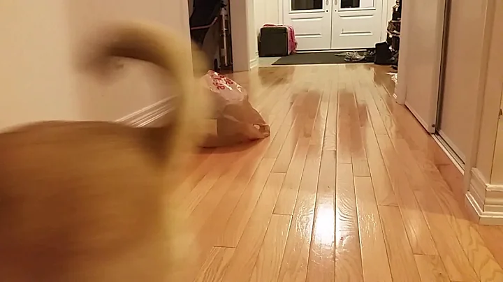 Oskar Gets Trapped in a Bag