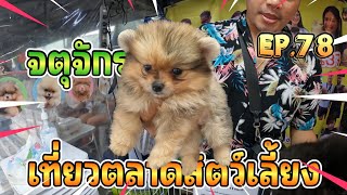 EP.78 เที่ยวตลาดสัตว์เลี้ยง จตุจักร 🌈วันนี้“คึกศักมาก” 🐶😸🦜🐸 : Jatujak pest market