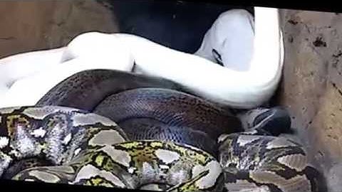 Wild Giant Python Attack ! During Interview