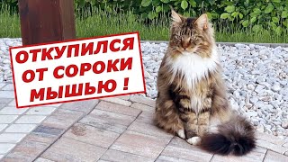 Кот Арчи и сорока. Откупился мышью!