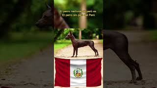 Perros Nacionales de cada País 😱🐶🇵🇪🇩🇴🇪🇸🇻🇪 #animales #perros #datoscuriosos
