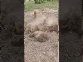 СЕРАЯ КУРОПАТКА-(СТЕПНАЯ КУРОПАТКА)