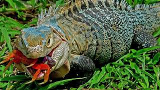 Iguana of Amazon Rainforrest