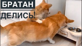 ЕСТ КАКА**!? ПРИЗНАКИ ДРУЖБЫ МЕЖДУ щенком Сэдди и Таффи/ ЕСТ КАКА**!? ПРИЗНАКИ ДРУЖБЫ МЕЖДУ щенком Сэдди и Таффи/