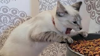 Funny animals - Funny cats / dogs - Funny animal videos 157