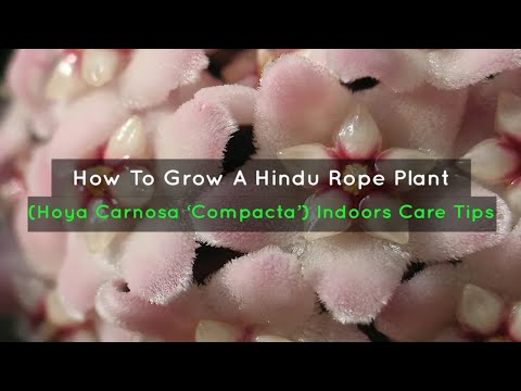 How To Grow A Hindu Rope Plant (Hoya Carnosa ‘Compacta’) Indoors - Care Tips